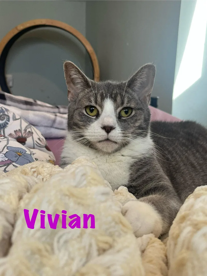 Vivian  Willow Grove thumbnail 3