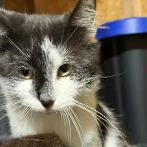 A young small-sized male Black Domestic Short Hair cat named Logan for adoption in Coralville, IA