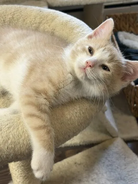 Biscuit