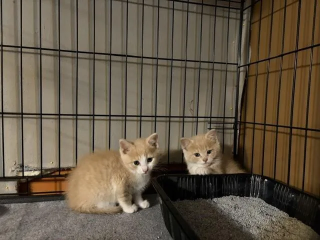 Biscuit thumbnail 2