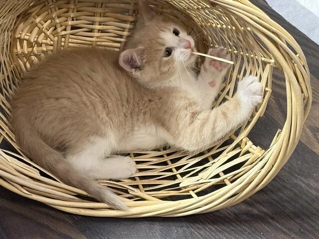 Biscuit thumbnail 3