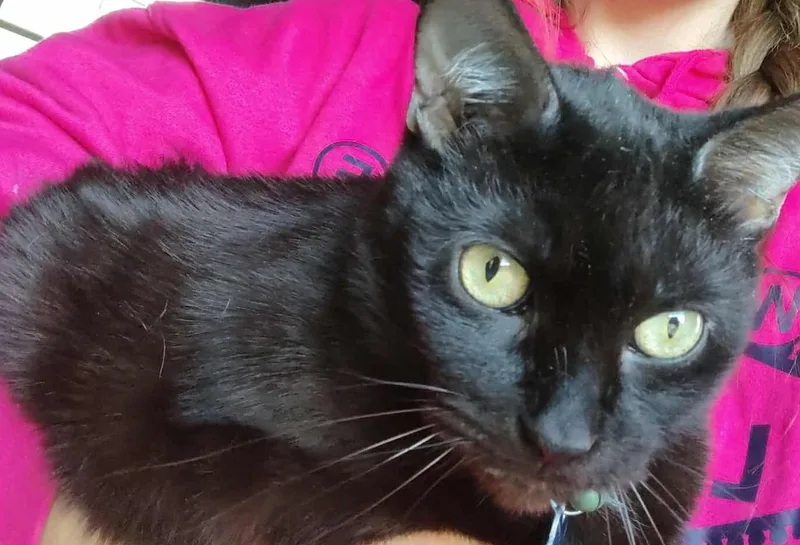 Salem Aka Calvin thumbnail 2