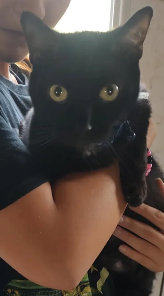 Salem Aka Calvin thumbnail 3