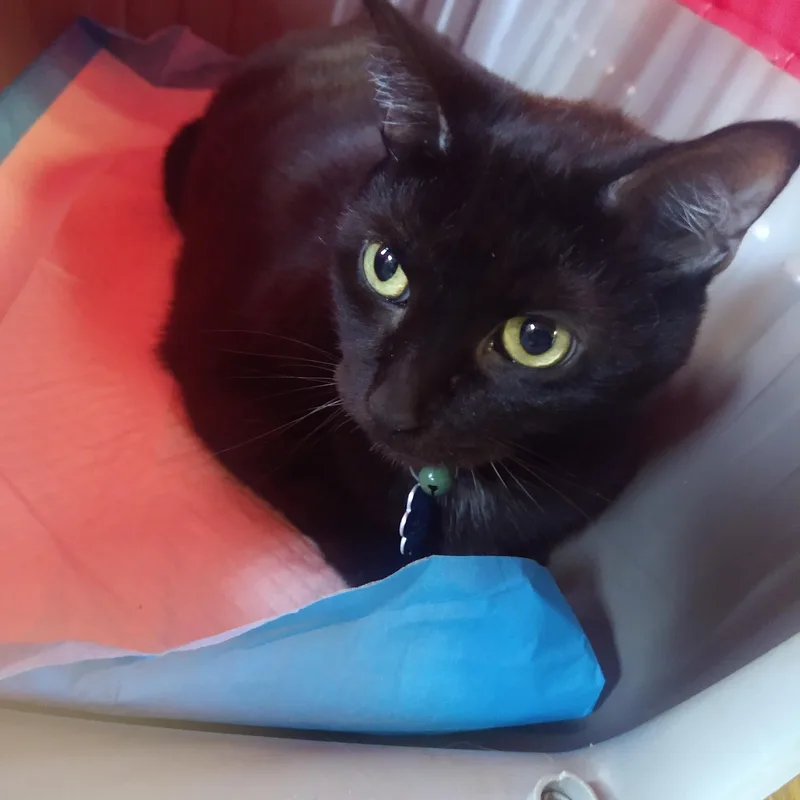 Salem Aka Calvin thumbnail 4