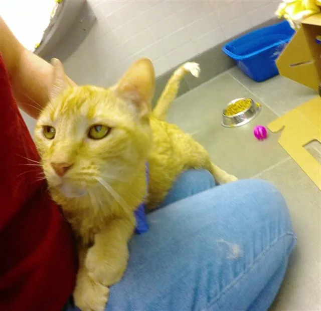 A senior large-sized male Domestic Short Hair cat named Lucky for adoption in Omaha, NE