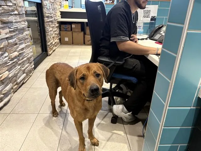 An adult large-sized female Labrador Retriever dog named Loaf for adoption in Garland, TX