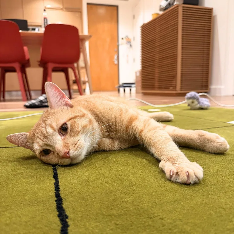 An adult medium-sized male Orange / Red Domestic Short Hair cat named Basic for adoption in Brooklyn, NY