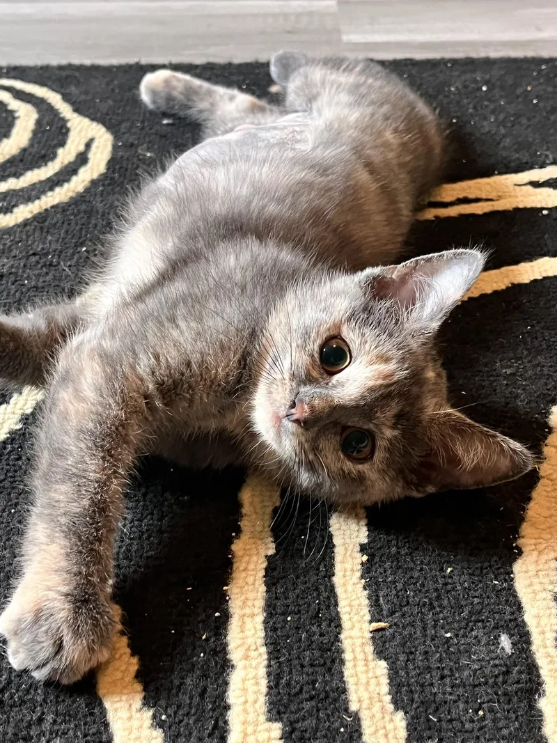 A baby small-sized female Dilute Tortoiseshell Domestic Short Hair cat named Biscuit for adoption in Hartville, OH
