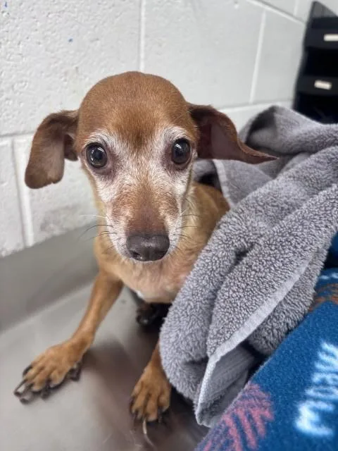 A senior small-sized female Chihuahua dog named Ethel for adoption in San Bernardino, CA