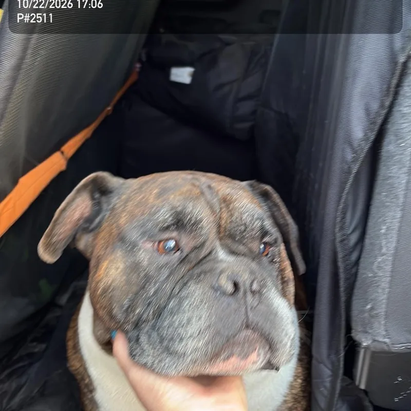 An adult small-sized male English Bulldog dog named HACCStray for adoption in Henderson, NV