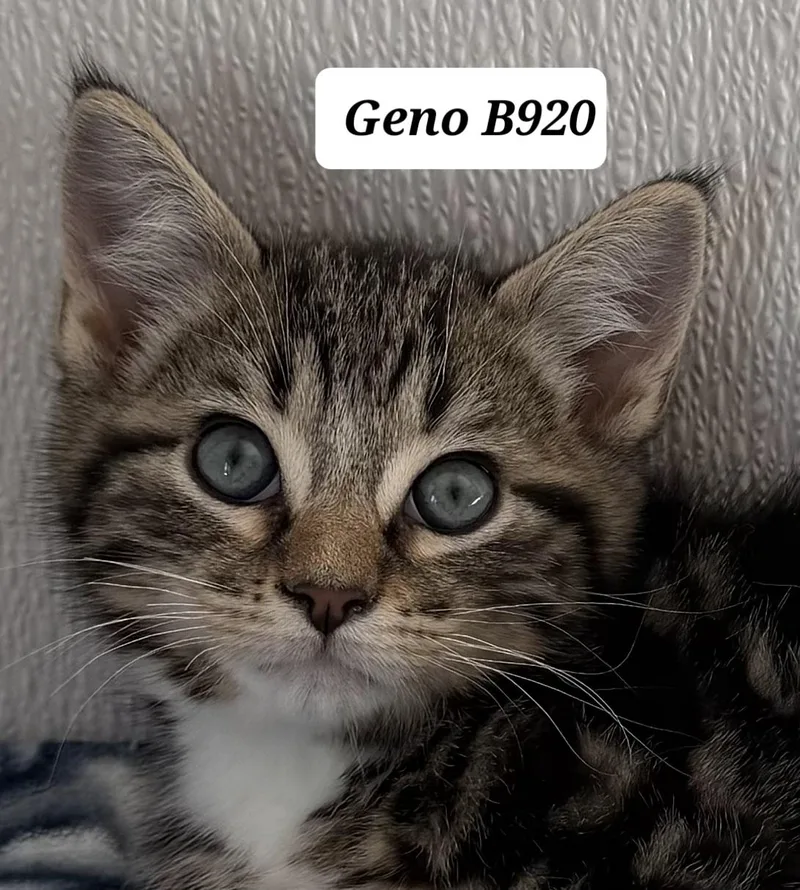 Geno