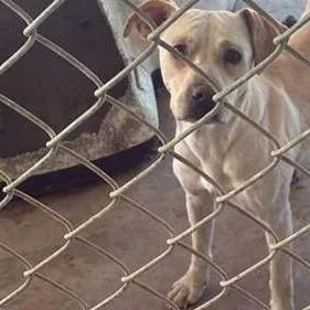 An adult medium-sized female White / Cream Mixed Breed dog named Della for adoption in Gadsden, AL