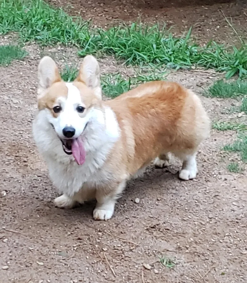 An adult medium-sized male Red / Chestnut / Orange Corgi dog named Toby for adoption in Woodstock, GA