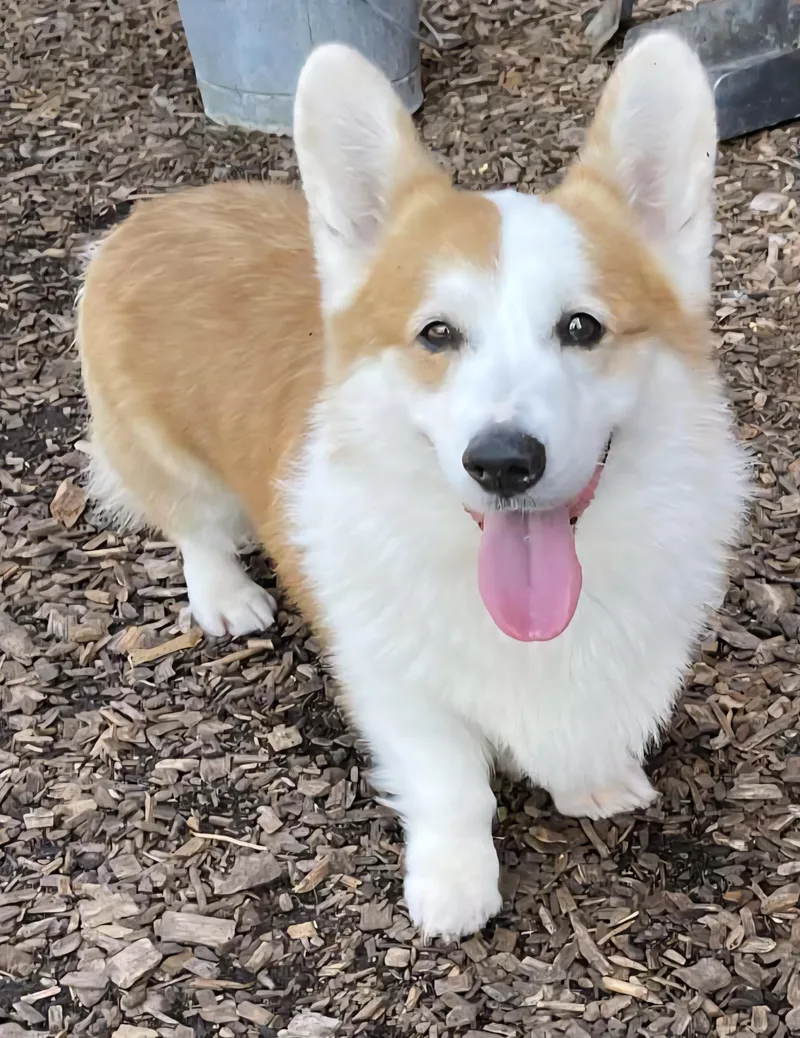 Toby thumbnail 5