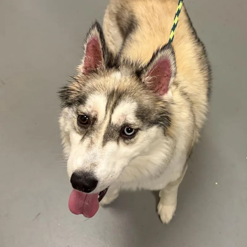 An adult medium-sized female Apricot / Beige Mixed Breed dog named Fenney for adoption in Asheville, NC