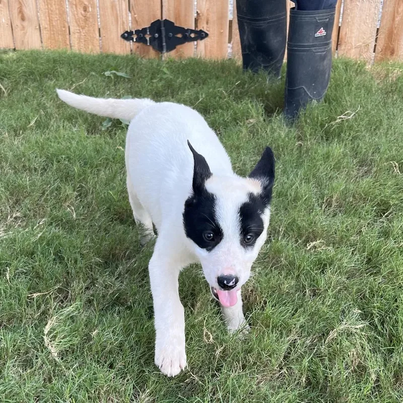 A baby small-sized female White / Cream Shepherd dog named Tepig for adoption in Austin, TX