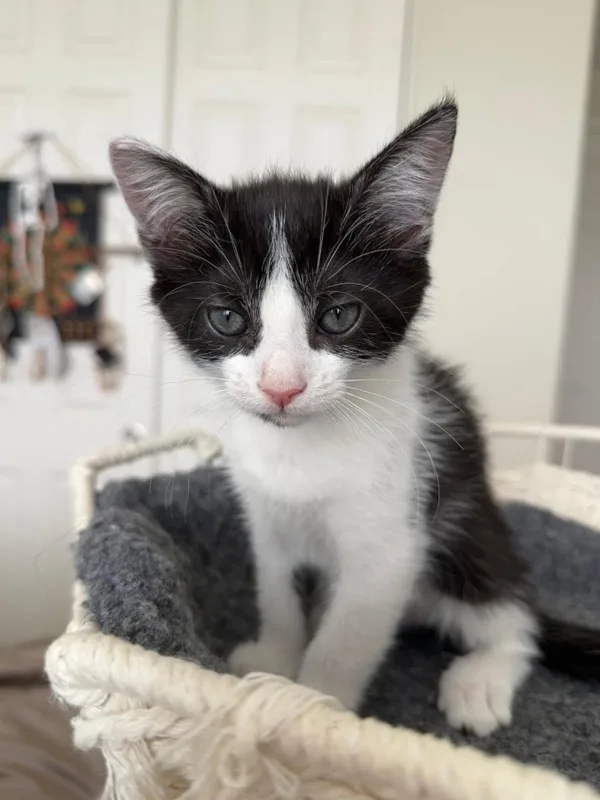 A baby medium-sized female Domestic Short Hair cat named Duchess for adoption in Bonsall, CA