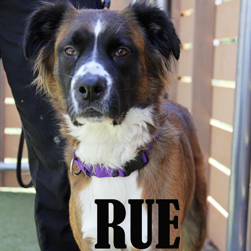 An adult large-sized female Brindle Saint Bernard dog named Rue for adoption in Mooresville, NC