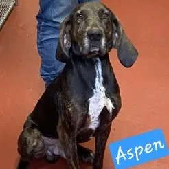 Aspen