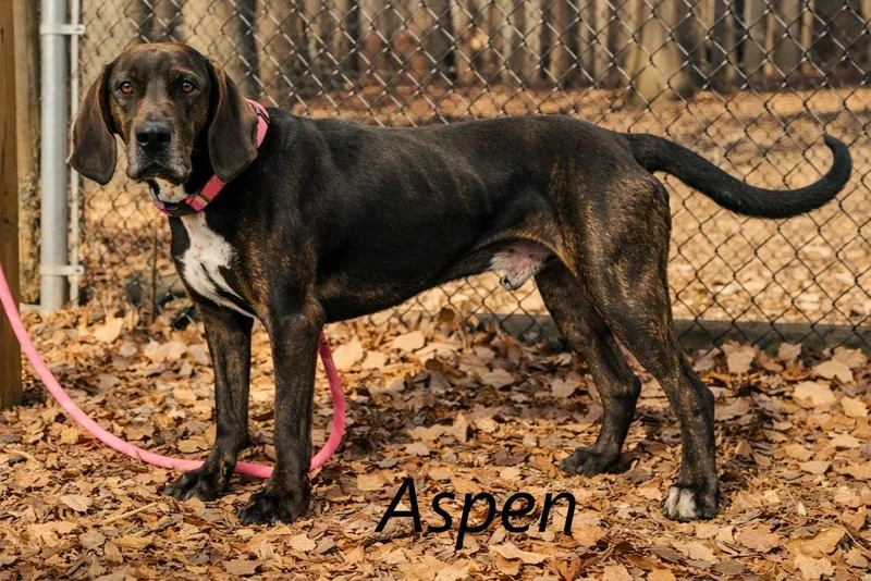Aspen thumbnail 3