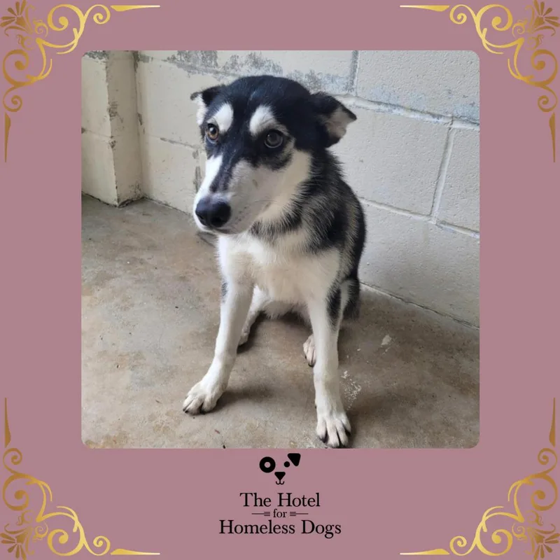 A baby medium-sized female Black Hound dog named Lumi for adoption in Cumberland, RI