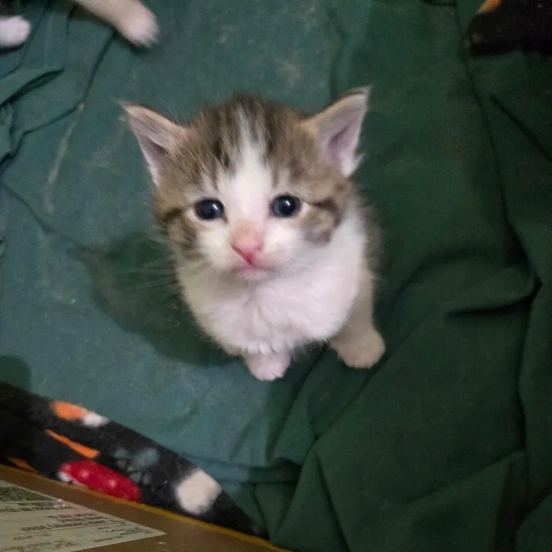 A baby small-sized female Brown / Chocolate Domestic Short Hair cat named Mini for adoption in Grand Rapids, MN