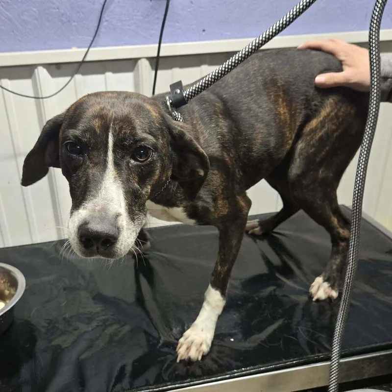 An adult medium-sized female Plott Hound dog named Alyssa for adoption in Springboro, OH