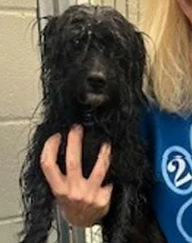 An adult small-sized male Mixed Breed dog named Pip for adoption in Madison, NJ