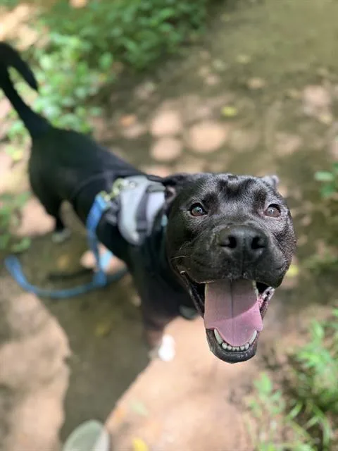 A young large-sized male Pit Bull Terrier dog named Drew for adoption in Charlotte, NC