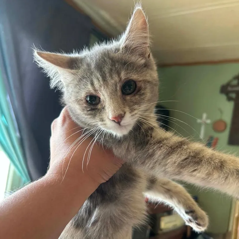 A baby small-sized female Gray / Blue / Silver Domestic Short Hair cat named Armadillo for adoption in Woodbury, NJ