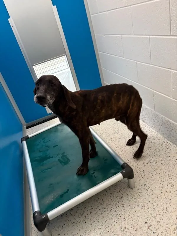 An adult medium-sized female Brindle Hound dog named Annie for adoption in Providence Forge, VA