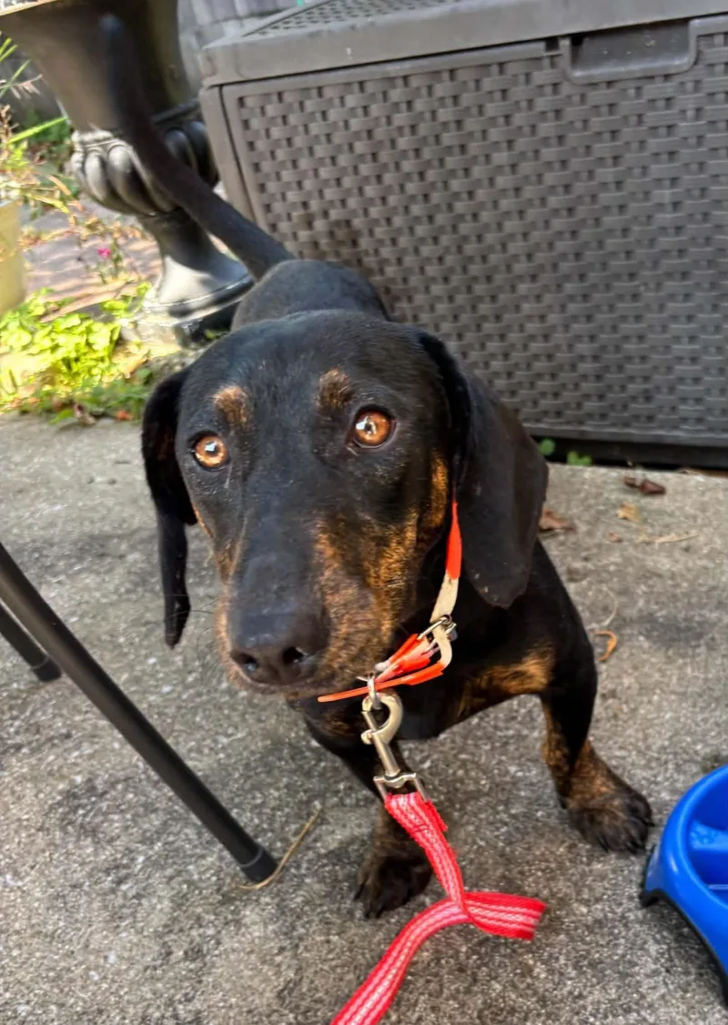 An adult medium-sized male Dachshund dog named Pete for adoption in Richmond, KY