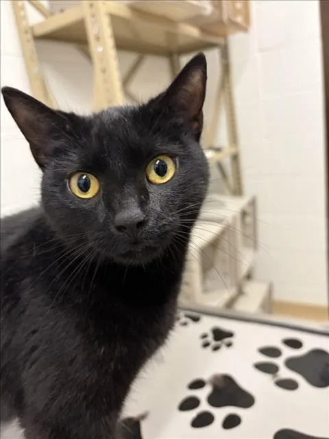 A young medium-sized female Domestic Short Hair cat named Crab Stick for adoption in Derwood, MD