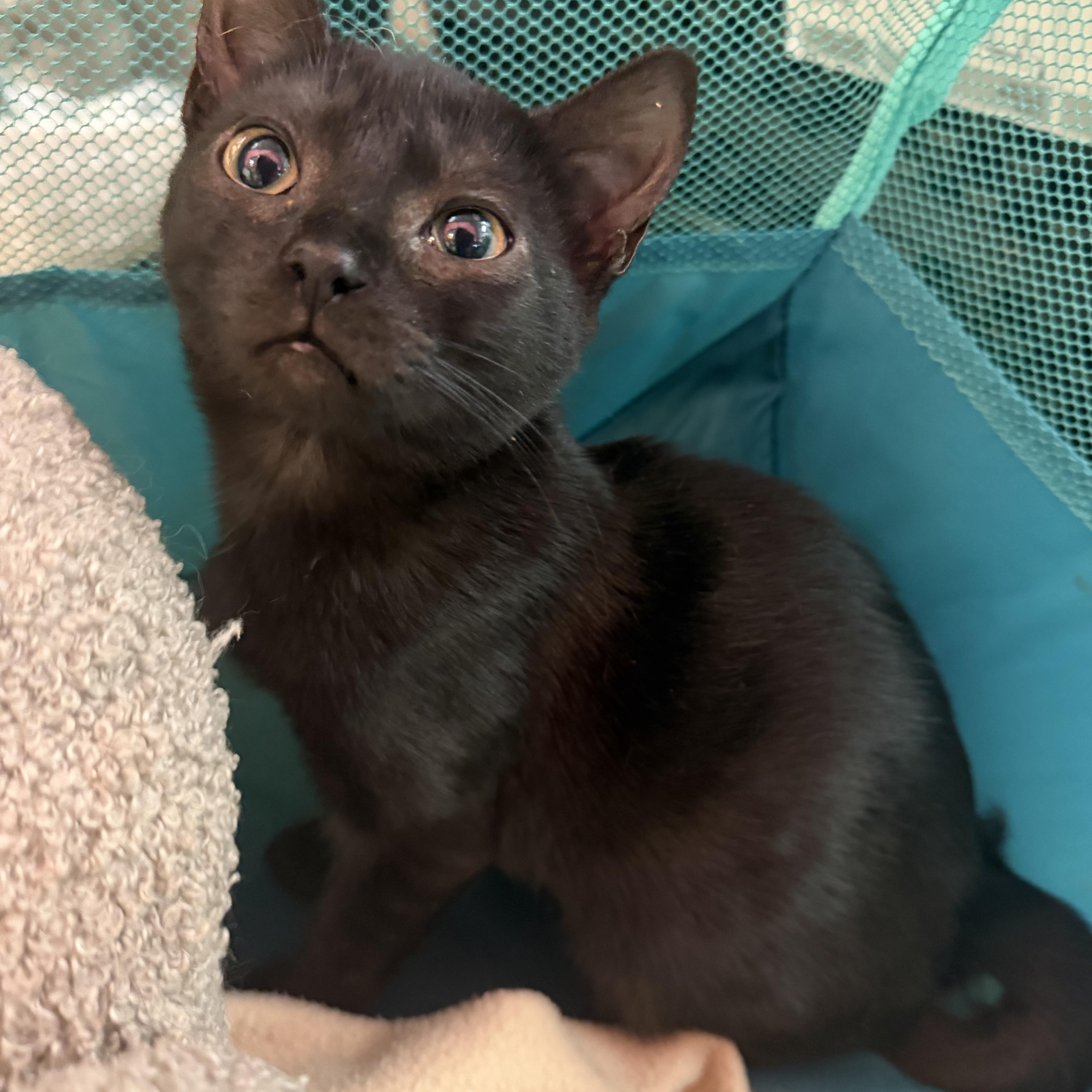 A young medium-sized female Black Domestic Short Hair cat named Batsy for adoption in Hudson, NY