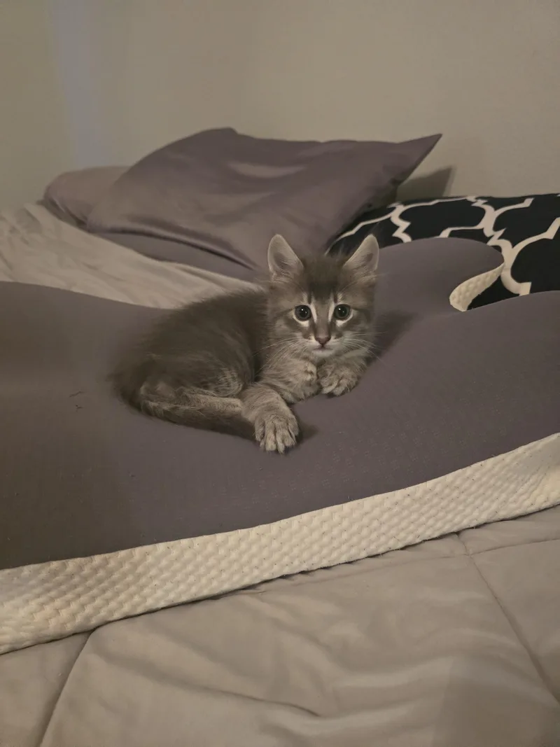 A baby medium-sized male Tabby (Gray / Blue / Silver) Domestic Medium Hair cat named Vox for adoption in Liverpool, TX