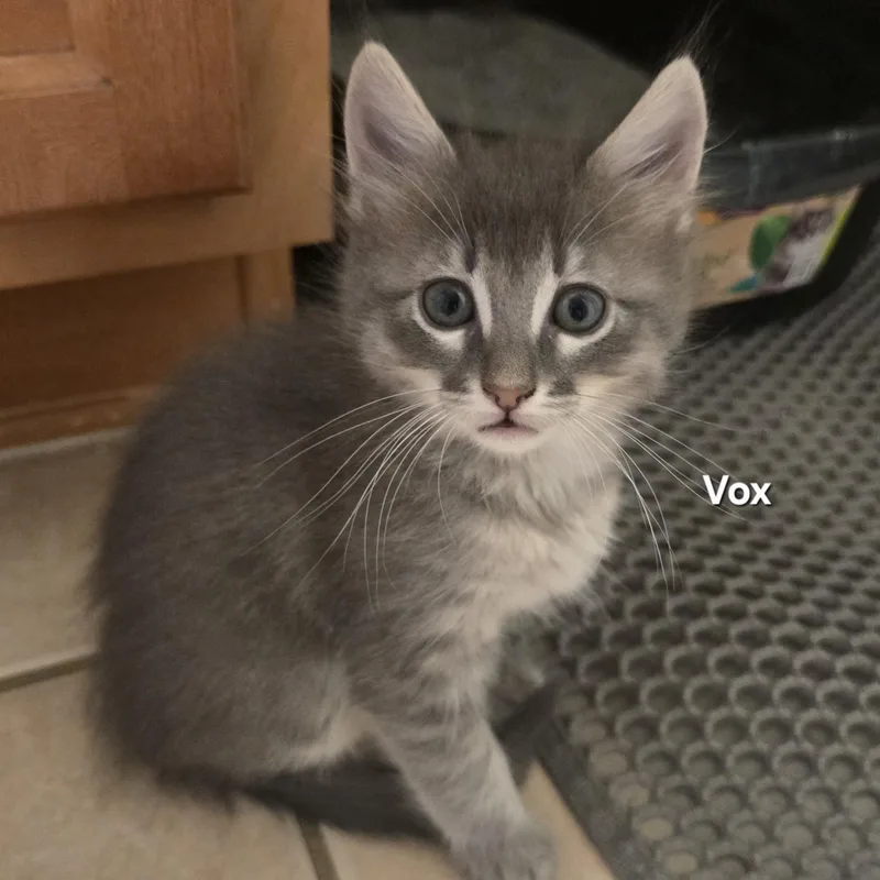 Vox thumbnail 4
