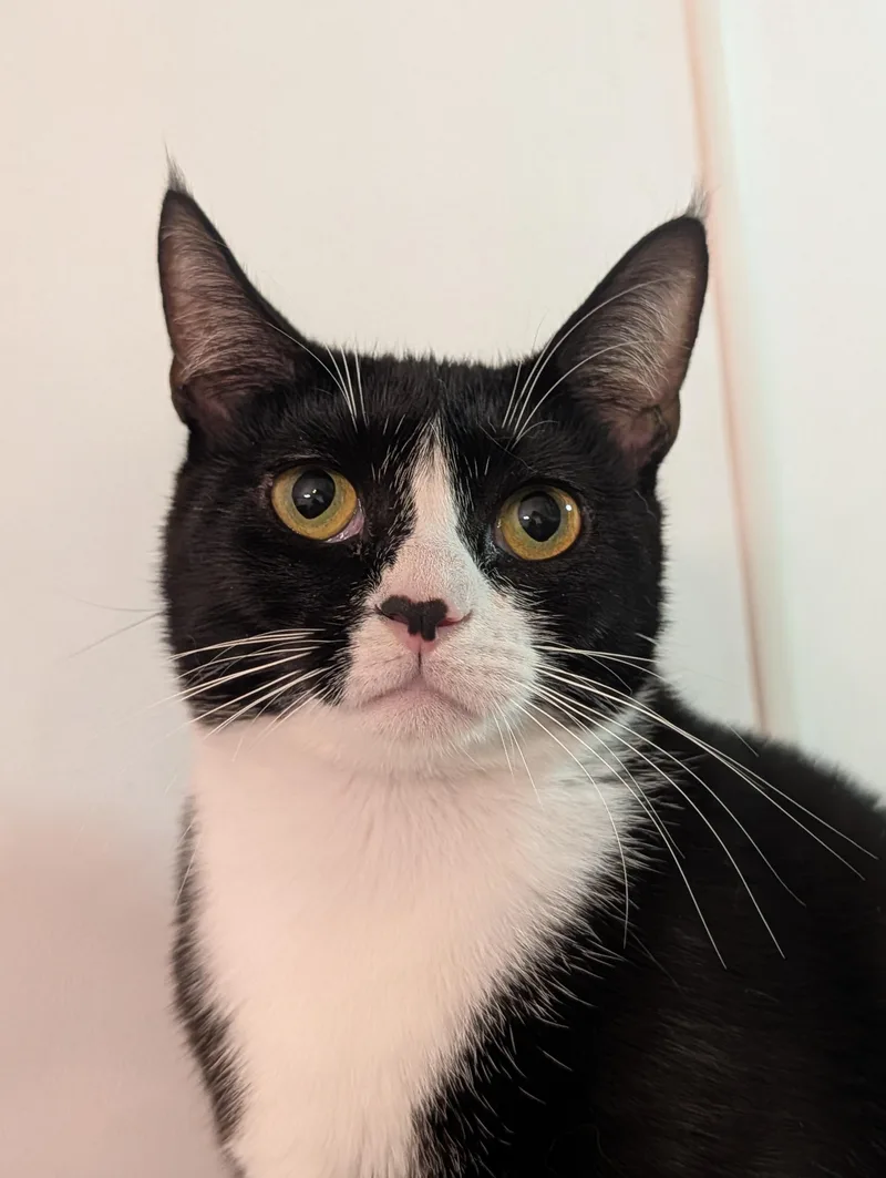 An adult medium-sized female Black & White / Tuxedo Domestic Short Hair cat named Little One for adoption in Rocky Ridge, MD