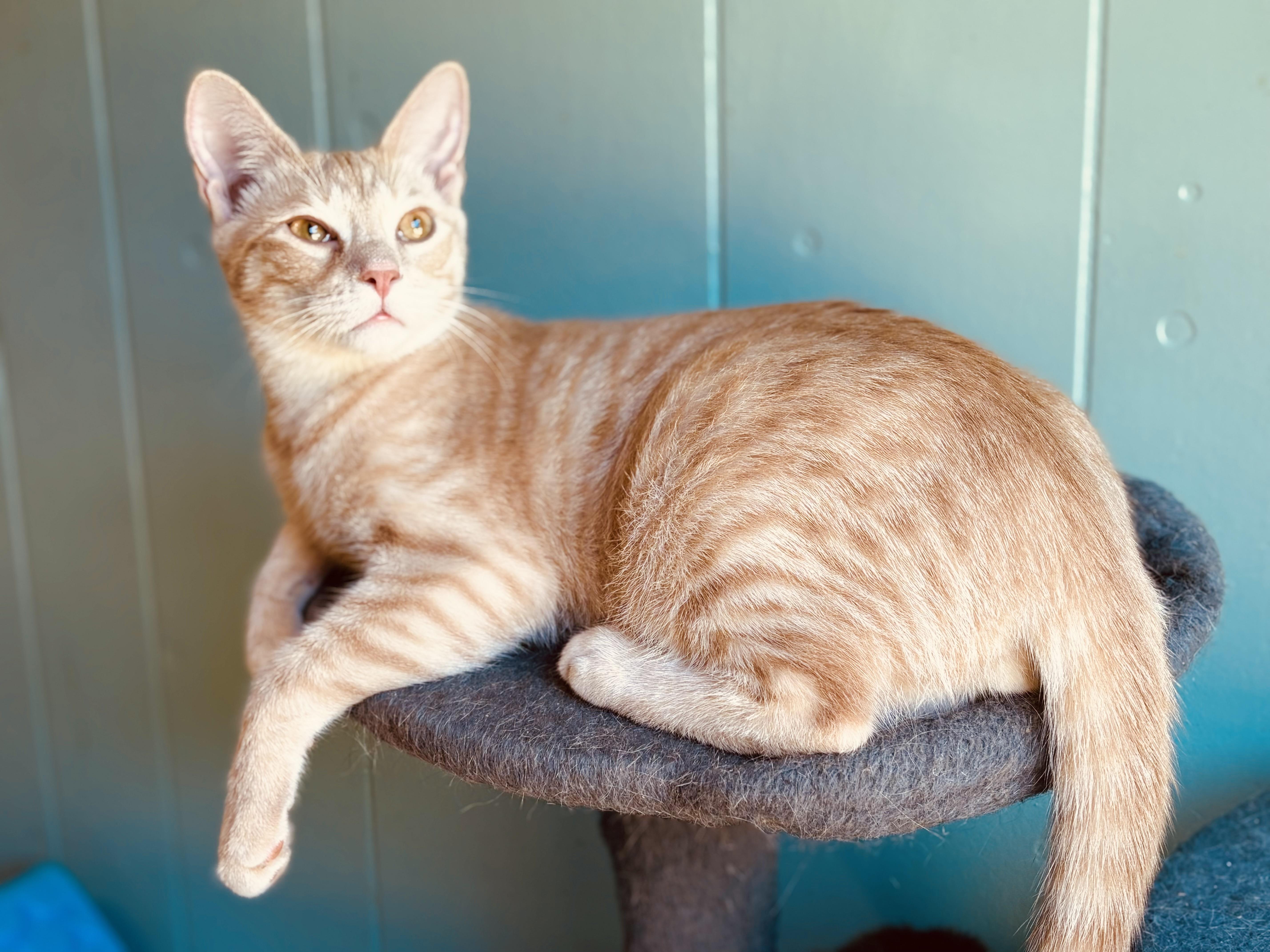 A baby medium-sized male Tabby cat named Cullen B. for adoption in Lucedale, MS
