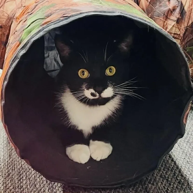 A baby medium-sized female Black & White / Tuxedo Domestic Short Hair cat named Chaplin for adoption in Raleigh, NC