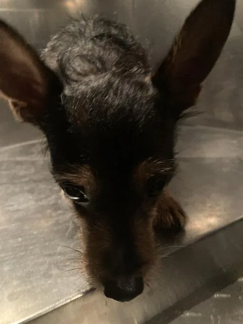 An adult small-sized male Mixed Breed dog named Diego for adoption in Dallas, TX