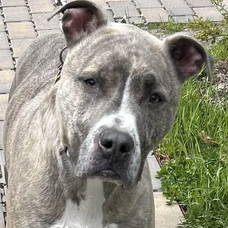 An adult large-sized male Brindle Terrier dog named Pluto for adoption in Calverton, NY