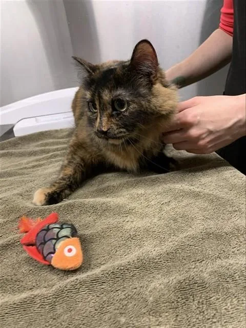 An adult medium-sized female Domestic Medium Hair cat named Cashew for adoption in Fairbanks, AK