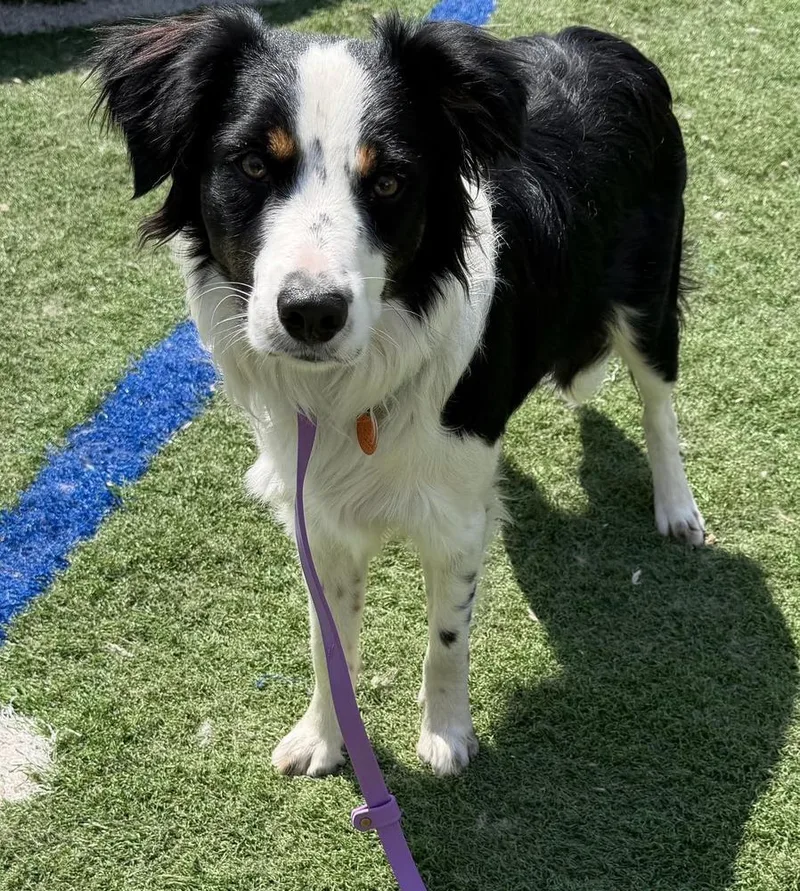 A young medium-sized male Border Collie dog named Finley for adoption in Ontario, CA
