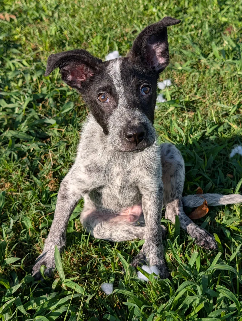 A baby medium-sized male White / Cream Australian Cattle Dog / Blue Heeler dog named Baby for adoption in Baton Rouge, LA