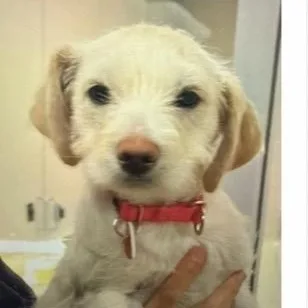 A baby small-sized female Terrier dog named Radish for adoption in Copiague, NY