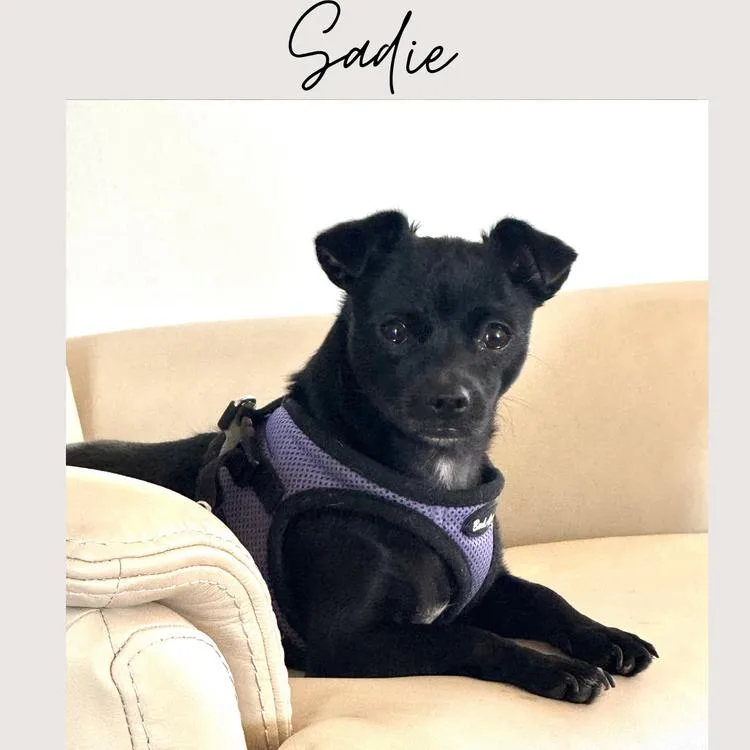 A young small-sized female Black Chihuahua dog named Sadie for adoption in San Juan Capistrano, CA