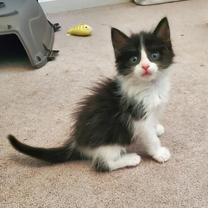 A baby small-sized female Domestic Medium Hair cat named Charmander for adoption in Tacoma, WA