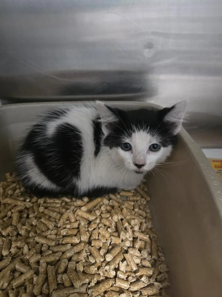 A baby small-sized female Black & White / Tuxedo Domestic Short Hair cat named Pasilla for adoption in Evansville, IN