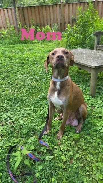 A baby medium-sized male Tricolor (Brown, Black, & White) Catahoula Leopard Dog dog named Baby Cricket for adoption in Washington, DC