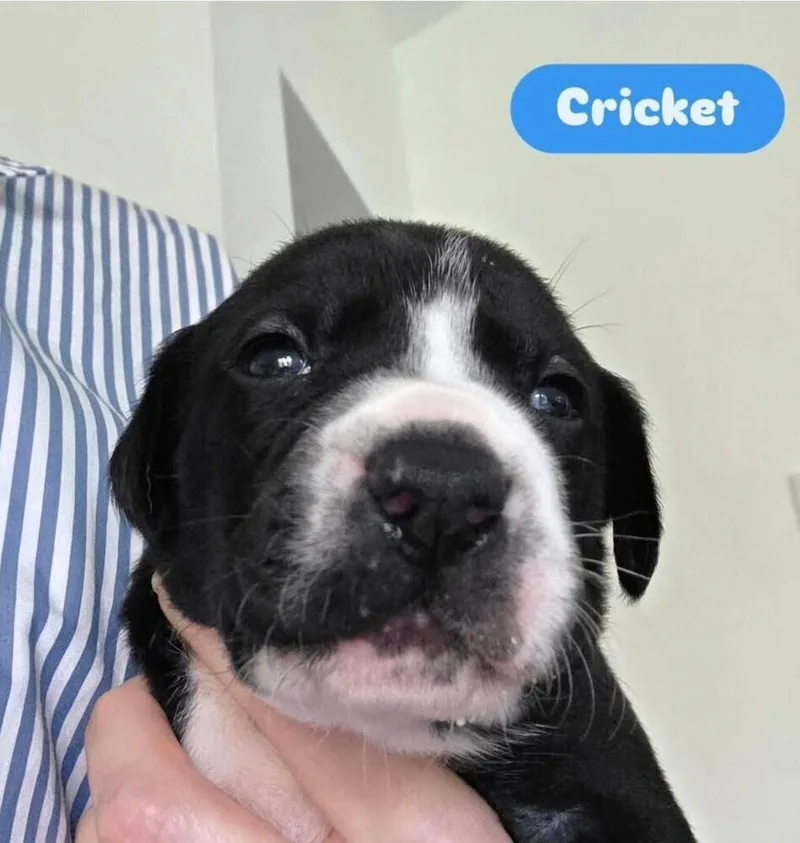 Baby Cricket thumbnail 2